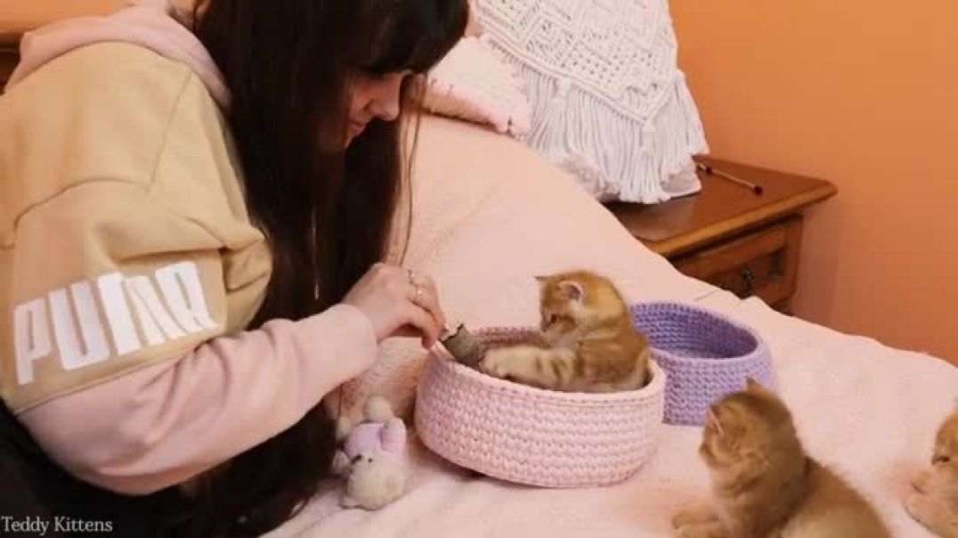 ⁣(My healing session with kittens 😍❤️ (This Video for Sale