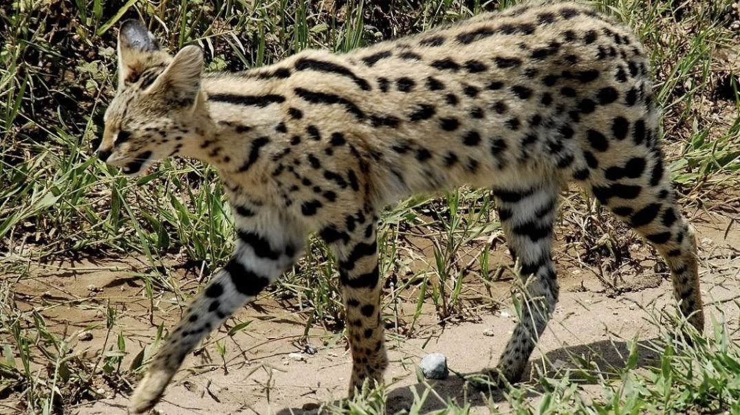 Serval Cat