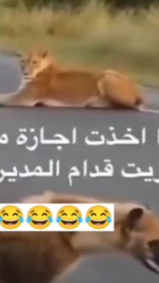 عنما تاخذ اجازه مرضيه وتمشي قدام المدير😂🔥