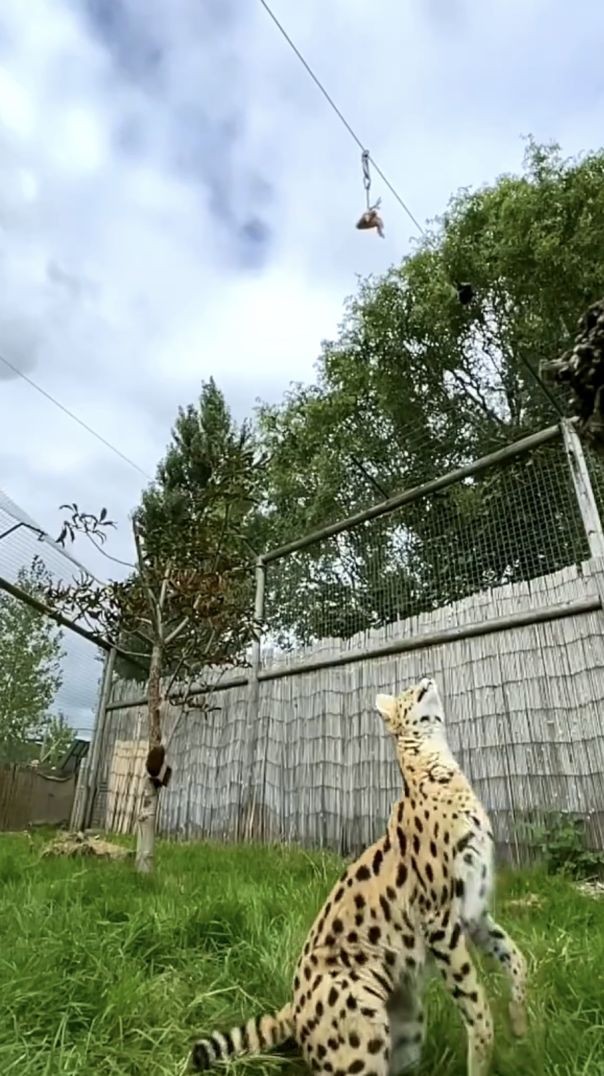 The serval cat demonstrates an incredible leap