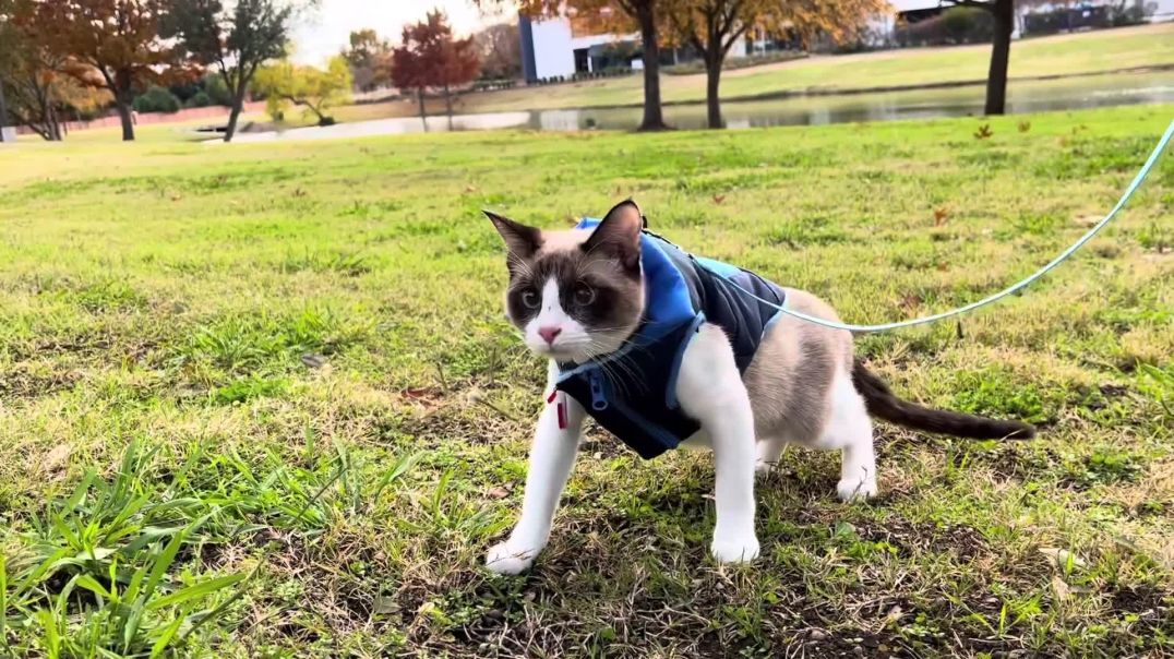 Taking My Kitten On His First Walk