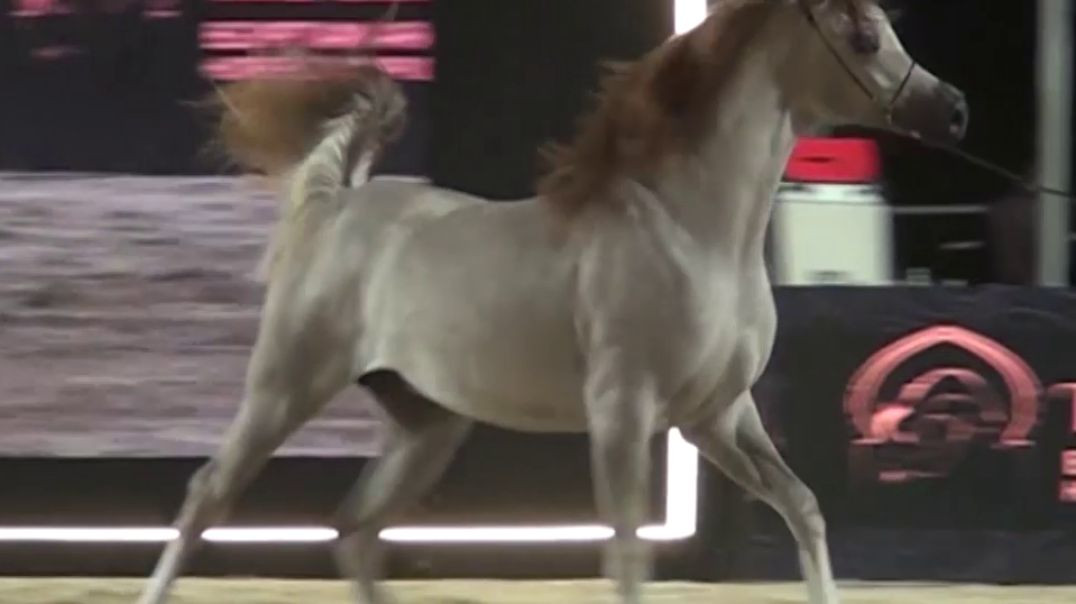 جمال ورشاقة الخيل العربي الاصيل