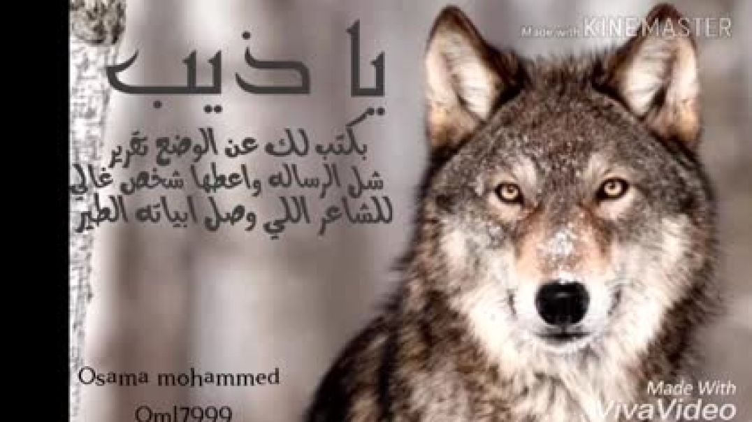 ⁣زامل ياذيب بكتب لك عن الوضع تقرير 🐺_  من اقوى زوامل عيسى الليث