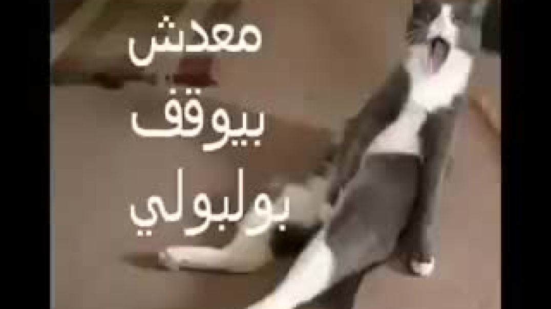 معدش بيقف بلبلى