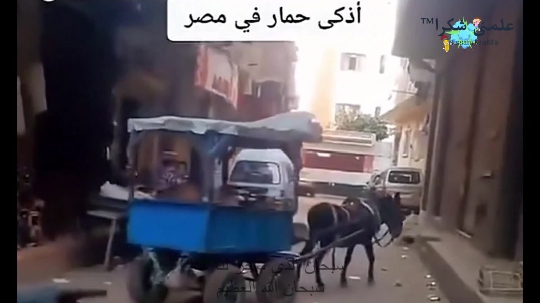 ⁣"🐴 أذكى حمار في مصر! قصة حب وفهم مذهلة بين الرجل وحماره ❤"