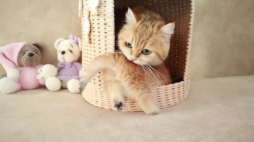 Mom Cat playing and talking to her Cute Meowing baby Kittens