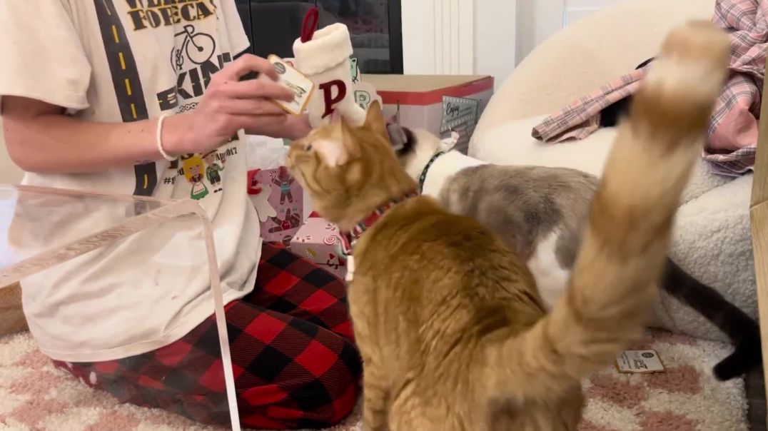 ⁣Treating My Cats Like Humans For Christmas