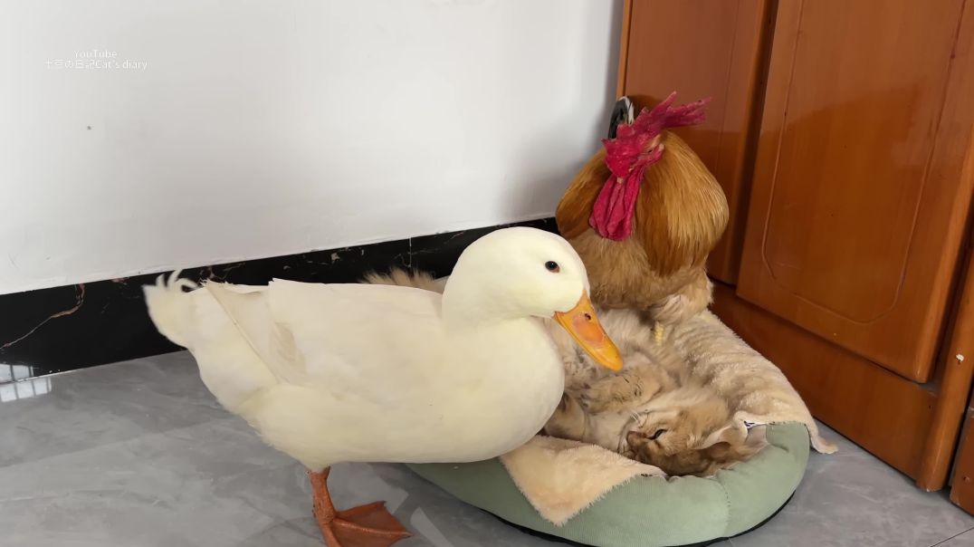 ⁣🤣So funny cute! The rooster and the duck compete to sleep with the cat