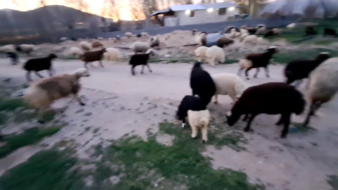 How beautiful it is to take the sheep to graze at night next to the lights of the village houses