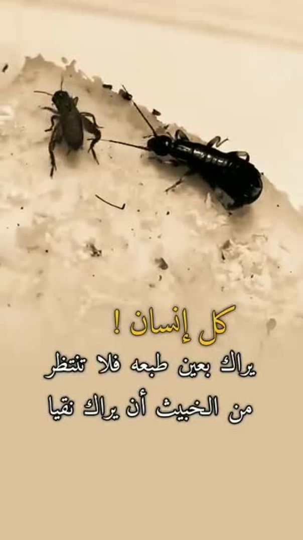 إبداع