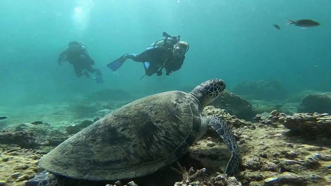 رحلة غوص Scuba Diving in Fujairah يوم كامل غوص في الفجيرة و خورفكان