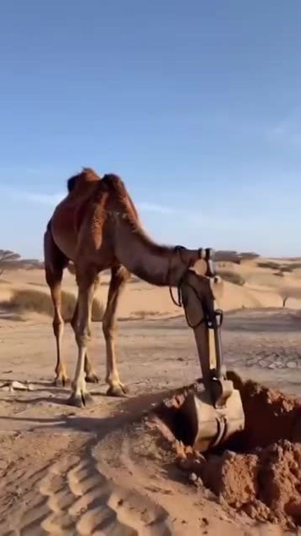 اسامه يحي بادر بادر - قلبه بكلين(SD)