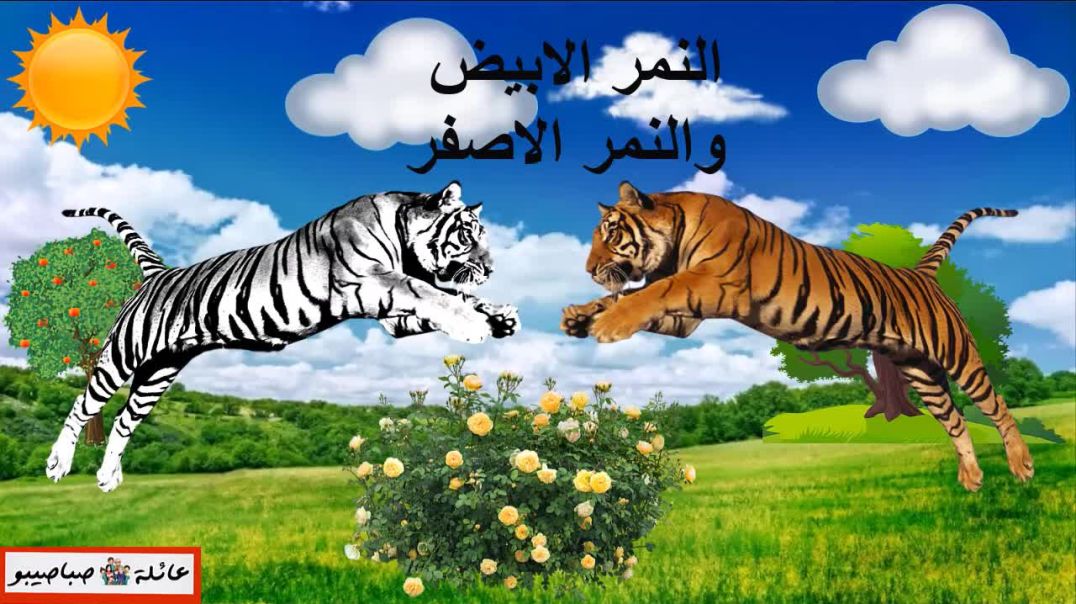 النمر الأبيض و النمر الأصفر -حواديت قبل النوم